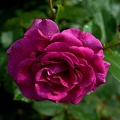 rosa centifolia 2021.12_as.jpg