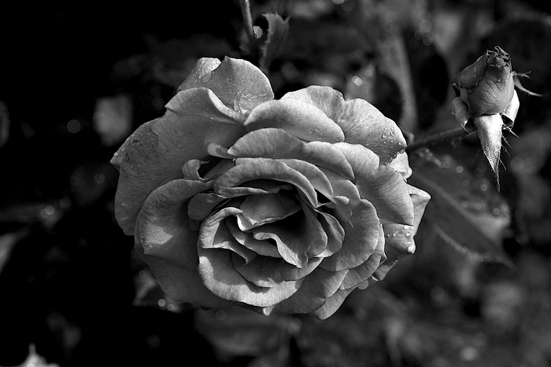 rosa centifolia 2021.12_as_bw.jpg