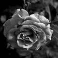 rosa centifolia 2021.12 as bw