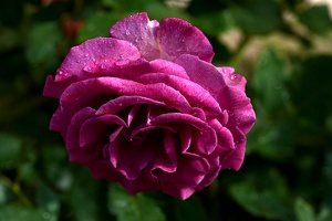 rosa centifolia 2021.13 as