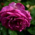 rosa centifolia 2021.13 as