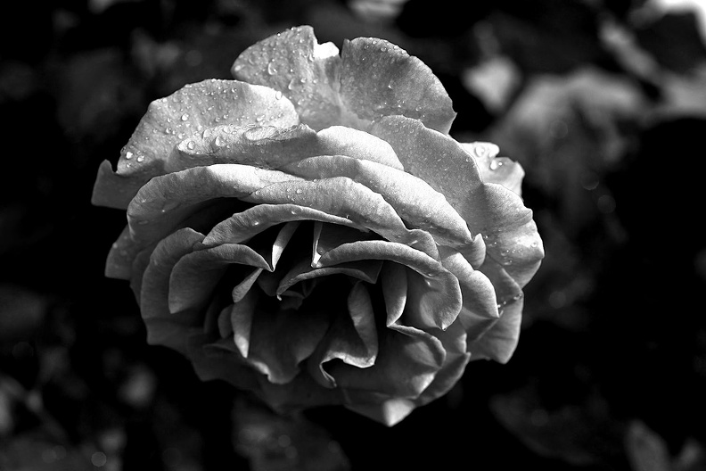 rosa centifolia 2021.13_as_bw.jpg