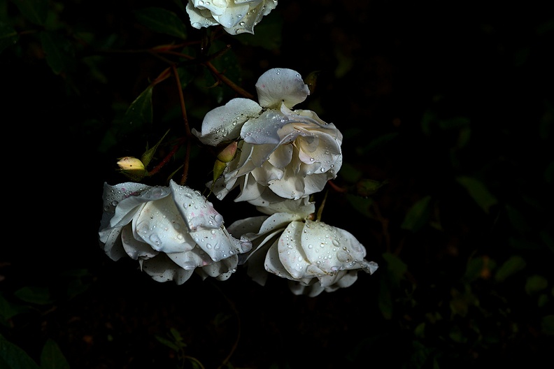 rosa centifolia 2021.14_as.jpg