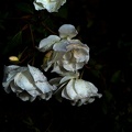 rosa centifolia 2021.14_as.jpg