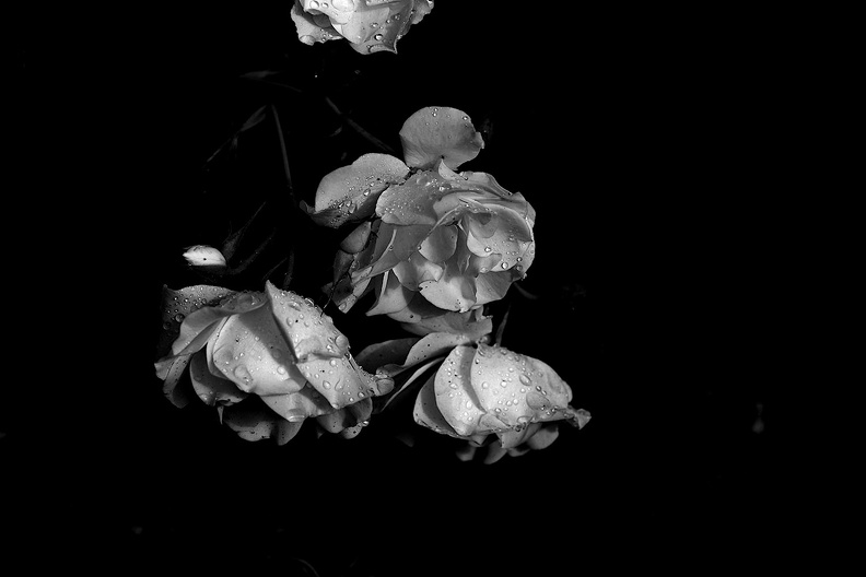 rosa centifolia 2021.14_as_bw.jpg