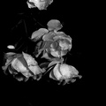 rosa centifolia 2021.14 as bw
