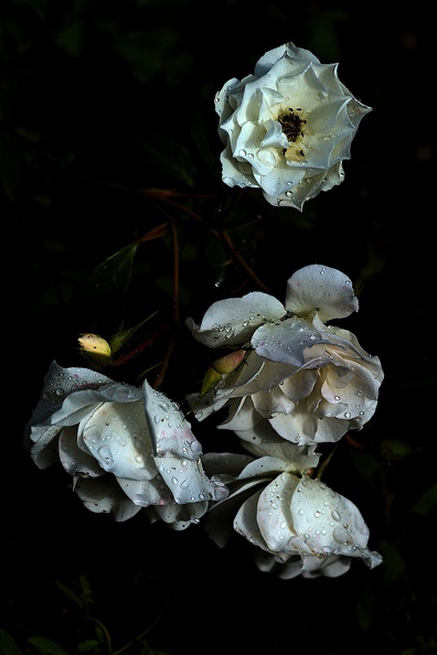 rosa centifolia 2021.15_as.jpg