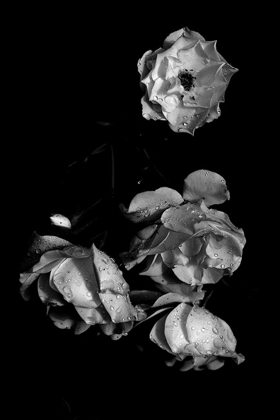 rosa centifolia 2021.15_as_bw.jpg
