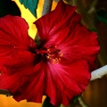 hibiscus 2021.01 as