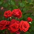 rosa centifolia 2021.17_as.jpg