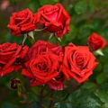 rosa centifolia 2021.16_as.jpg