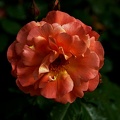 rosa centifolia 2021.18 as
