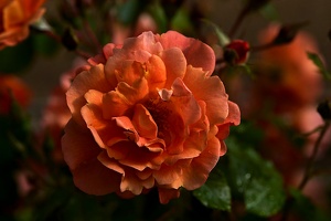 rosa centifolia 2021.19 as