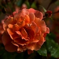rosa centifolia 2021.19 as
