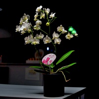 orchidea 2021.01 as