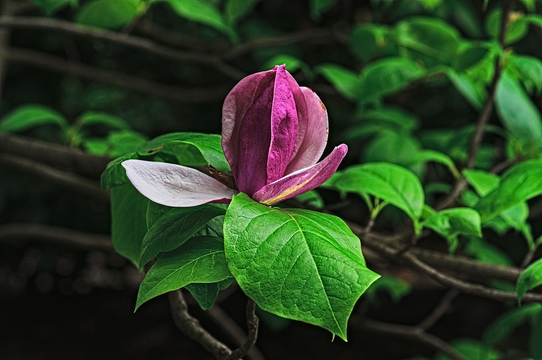 magnolia 2021.05_rt.jpg