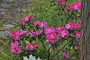 rhododendron 2021.09 rt