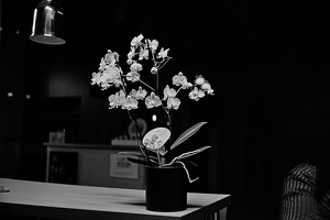 orchidea 2021.02 rt bw