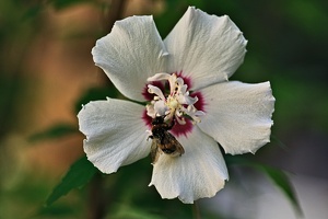 hibiscus 2021.02 rt