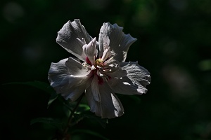 hibiscus 2021.05a rt