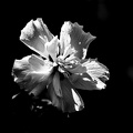hibiscus 2021.05_rt_bw.jpg