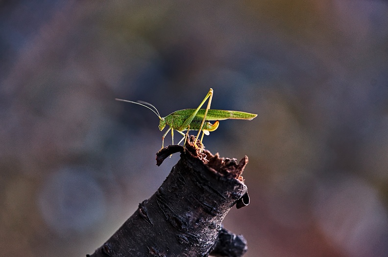 grasshopper 2021.02_rt.jpg