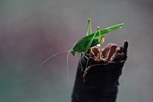 grasshopper 2021.01 rt