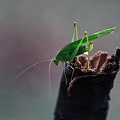 grasshopper 2021.01 rt