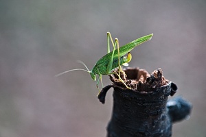 grasshopper 2021.03 rt