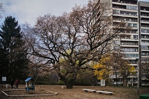 autumn oaks 2021.01 rt
