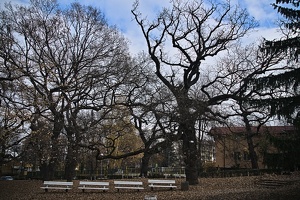 autumn oaks 2021.02 rt