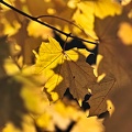autumn yellow 2021.01_rt.jpg