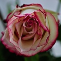 rosa centifolia 2022.01 rt