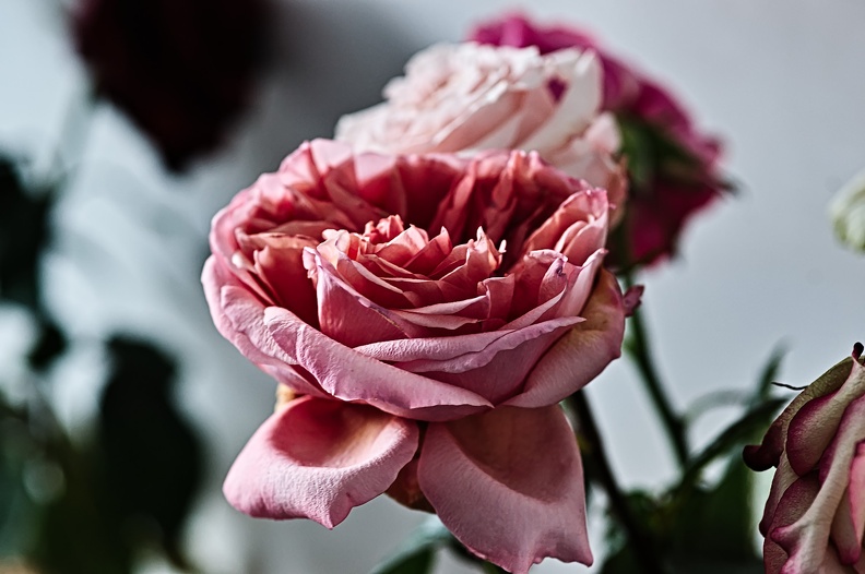 rosa centifolia 2022.02_rt.jpg