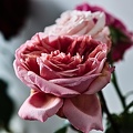 rosa centifolia 2022.02_rt.jpg