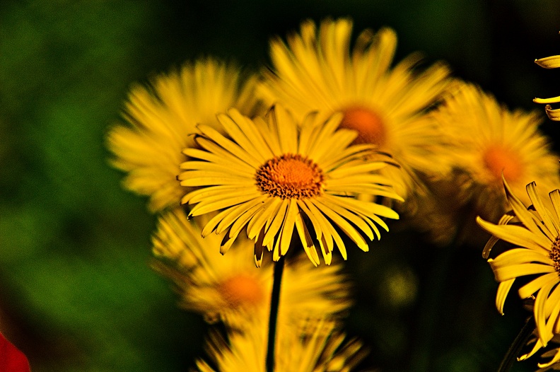 flowers yellow 2014.01_rt.jpg