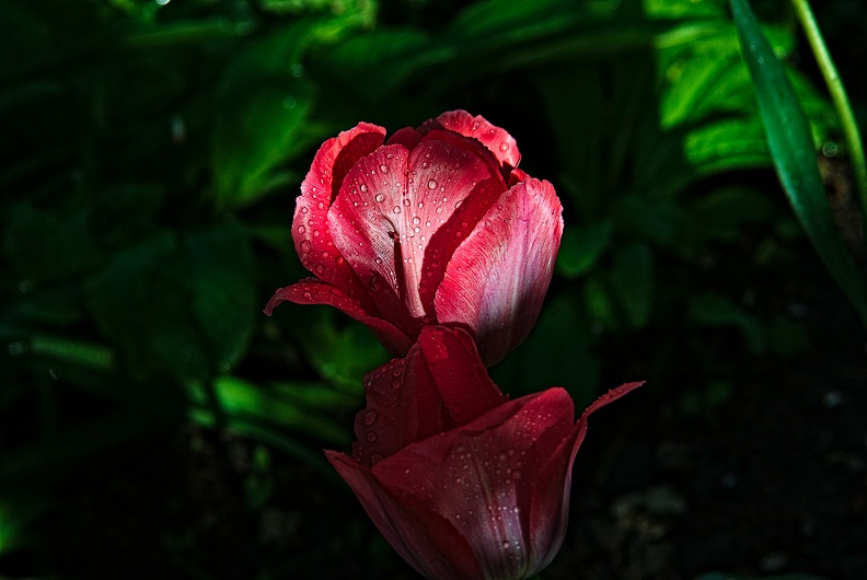 la tulipe 2016.100_rt.jpg
