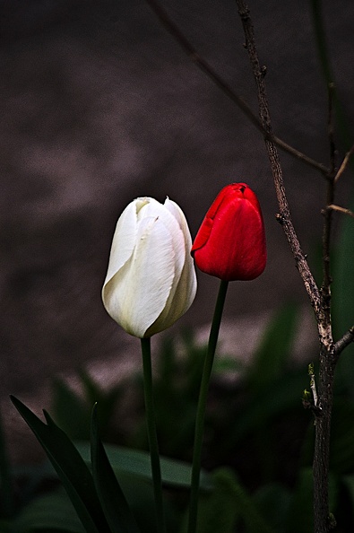la tulipe 2022.01_rt.jpg
