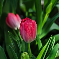 la tulipe 2022.05 rt