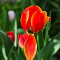 la tulipe 2022.08_rt.jpg