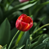 la tulipe 2022.09 rt