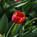 la tulipe 2022.09 rt
