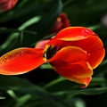 la tulipe 2022.10_rt.jpg