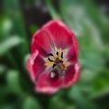 la tulipe 2022.11_rt.jpg