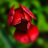 la tulipe 2022.12 rt blur