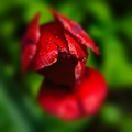 la tulipe 2022.12_rt_blur.jpg