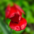la tulipe 2022.13_rt_blur.jpg