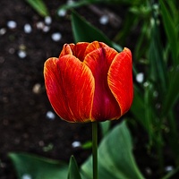 la tulipe 2022.14 rt