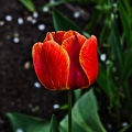 la tulipe 2022.14_rt.jpg