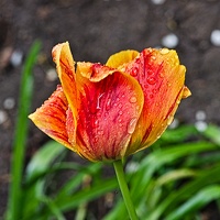 la tulipe 2022.18 rt